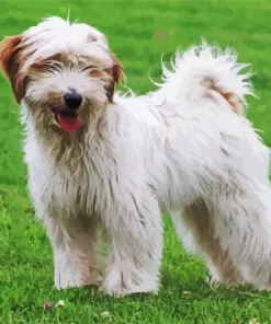 White Tibetan Terrier Diamond Painting