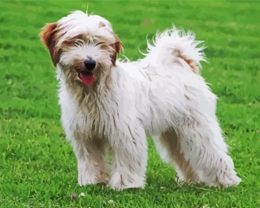 White Tibetan Terrier Diamond Painting