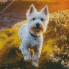 White West Highland Terrier Diamond Painting