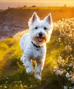 White West Highland Terrier Diamond Painting