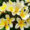 Yellow Frangipani Diamond Painting