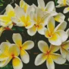 Yellow Frangipani Diamond Painting