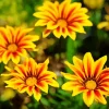 Yellow Gazania Flowers Diamond Painting