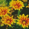 Yellow Gazania Flowers Diamond Painting