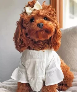 Adorable cockapoo Diamond By Number