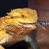 Bearded Dragon Eating Diamond Painting