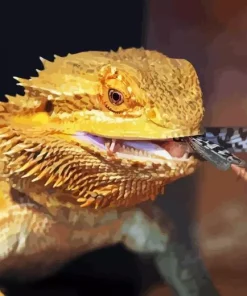 Bearded Dragon Eating Diamond Painting