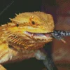 Bearded Dragon Eating Diamond Painting