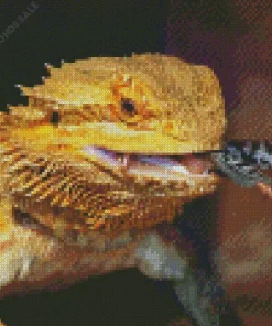 Bearded Dragon Eating Diamond Painting