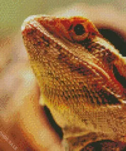 Pogona Lizard Diamond Painting