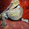 Bearded Dragon Pogona Diamond Painting