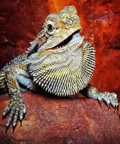 Bearded Dragon Pogona Diamond Painting