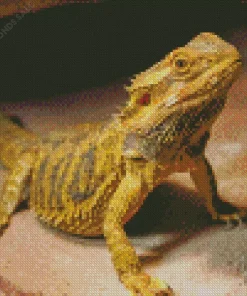 Bearded Dragon Lizard Diamond Painting