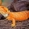 Orange Bearded Dragon Diamond Painting