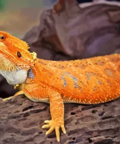 Orange Bearded Dragon Diamond Painting