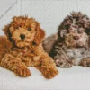 Beige And Brown Cockapoo Diamond Painting