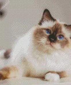 Birman Diamond Painting