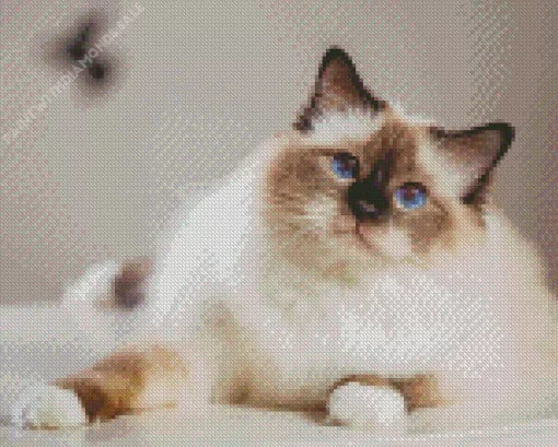 Birman Diamond Painting