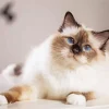 Birman Diamond Painting