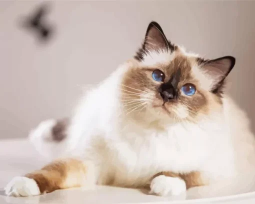 Birman Diamond Painting