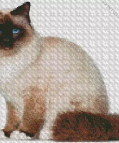 Birman Cat Diamond Painting