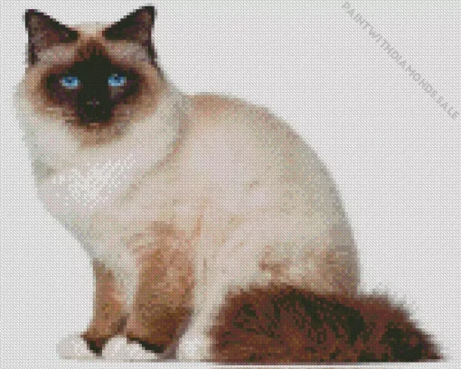 Birman Cat Diamond Painting