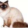 Birman Cat Diamond Painting