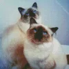Birman Cats Diamond Painting