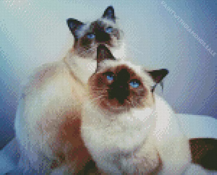 Birman cats Diamond Paintings Birman Cats Diamond Painting
