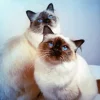 Birman Cats Diamond Painting
