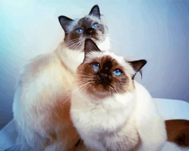 Birman cats Diamond Paints Birman Cats Diamond Painting