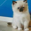 Birman Kitten Diamond Painting