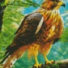 Black Kite Bird Diamond Painting