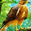 Black Kite Bird Diamond Painting