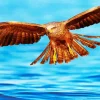 Black Kite Flying Over Sea Diamond Painting