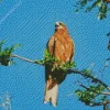 Black Kite In Nature Diamond Painting