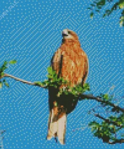 Black Kite In Nature Diamond Painting