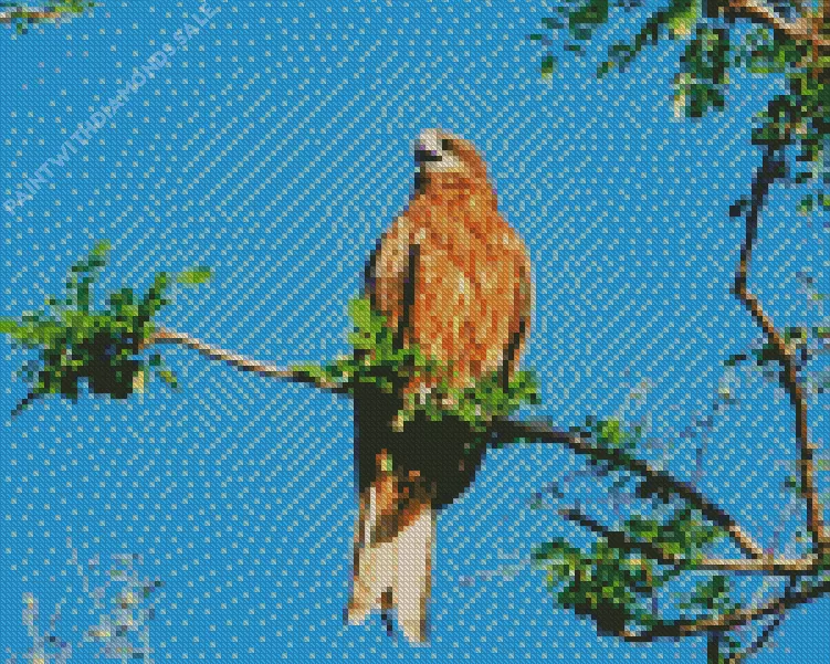 Black Kite in nature Diamond Paintings Black Kite In Nature Diamond Painting