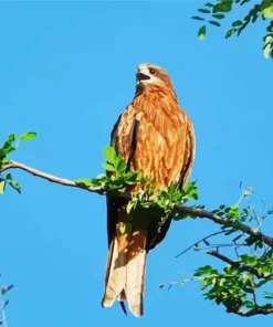 Black Kite In Nature Diamond Painting