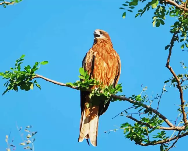 Black Kite in nature Diamond With Numbers Black Kite In Nature Diamond Painting