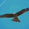 Black Kite In The Sky Diamond Painting