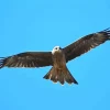 Black Kite In The Sky Diamond Painting