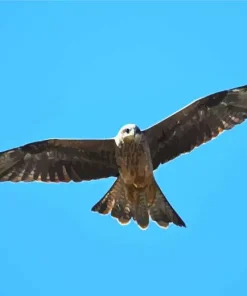 Black Kite In The Sky Diamond Painting