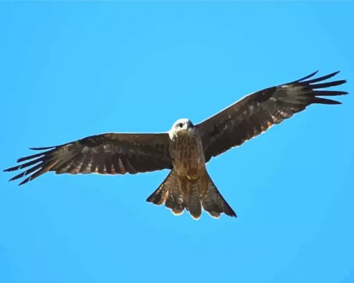 Black Kite In The Sky Diamond Painting