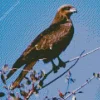 Black Kite On A Branch Diamond Painting