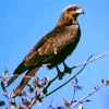 Black Kite On A Branch Diamond Painting