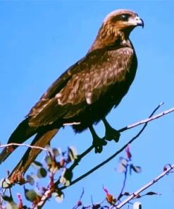 Black Kite On A Branch Diamond Painting