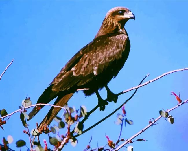 Black Kite on a branch Diamond With Numbers Black Kite On A Branch Diamond Painting