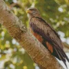 Black Kite On A Tree Diamond Painting