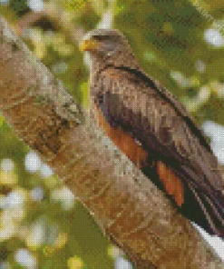 Black Kite On A Tree Diamond Painting